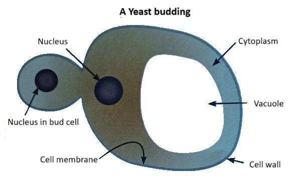 A Yeast Budding