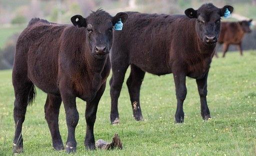 Aberdeen Angus Cows