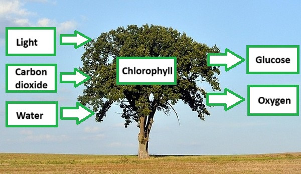 Chlorophyll and plants