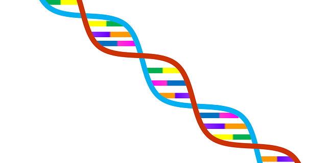 DNA Double Helix