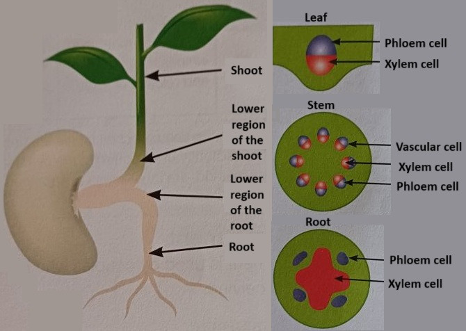 Phloem and xylem cells in plants