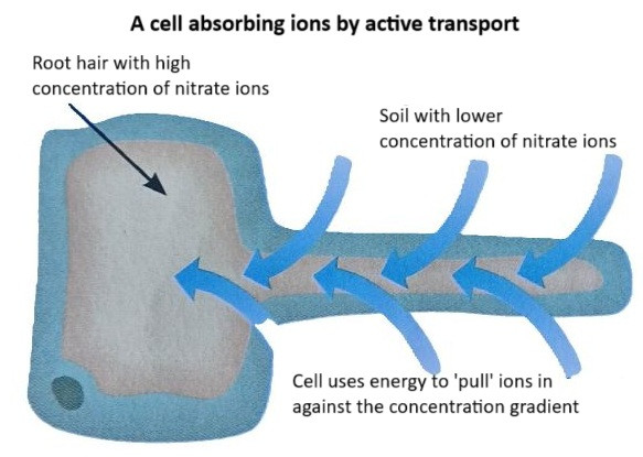 Root Hair Cell