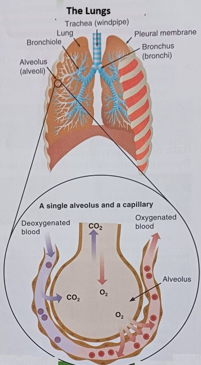 The Lungs