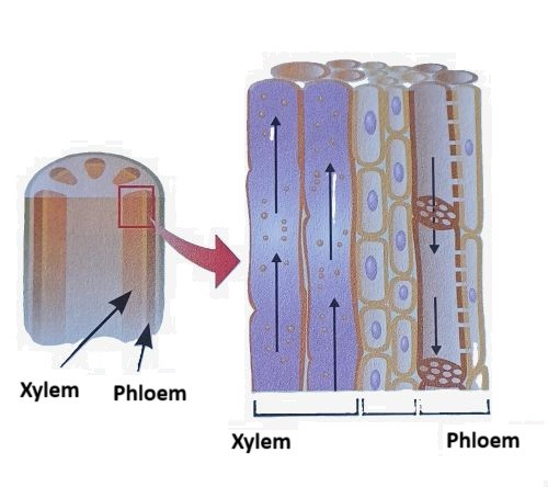 xylem and phloem