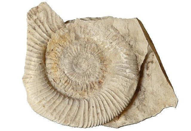 Ammonite Fossil