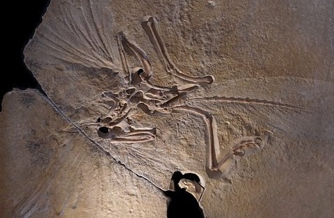 archeopteryx