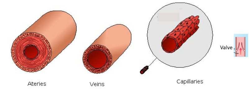 arteries, capillaries and veins