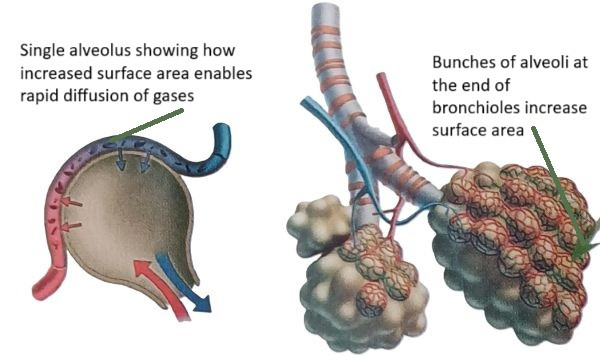 Bronchioles