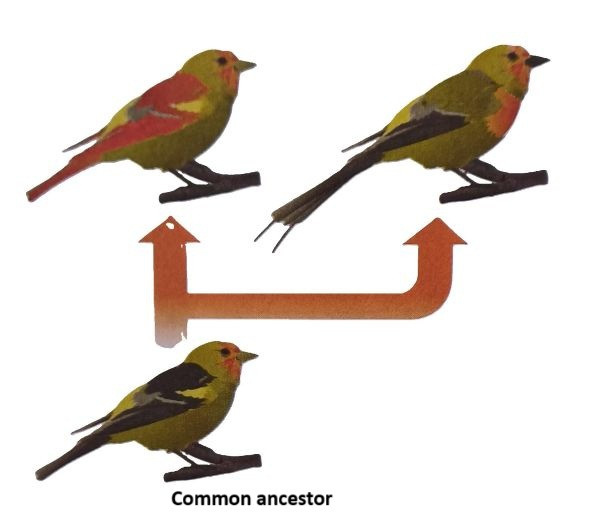 Evolution of Finches