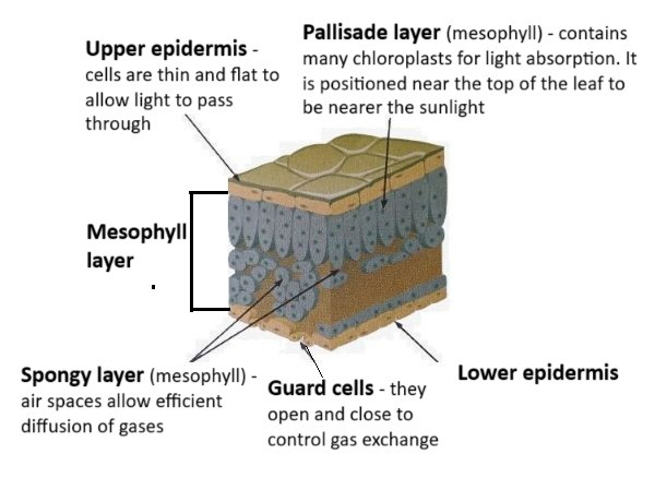 Cross section of a leaf