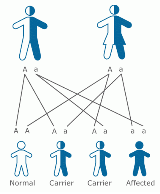 Genetic Diagram