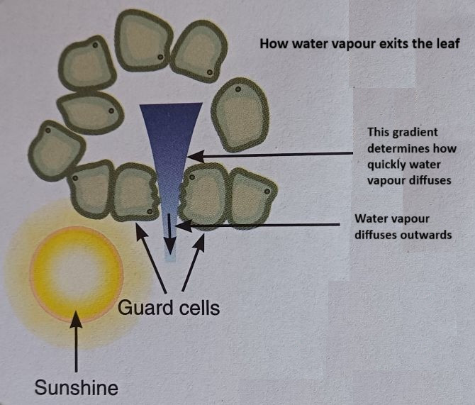 How water vapour exits  the leaf