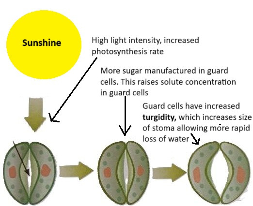 Light intensity photosynthesis