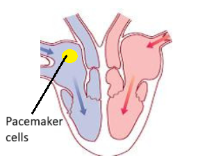 Pacemaker Cells in the Heart