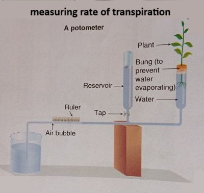 rate of transpiration