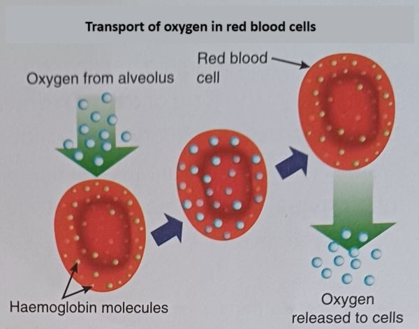 transport of oxygen in red blood cells