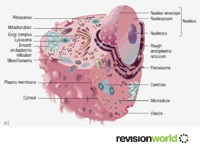 Eukaryotic Cellsanimals.jpg