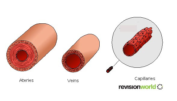 bloodtransport copy.jpg