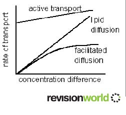 cellmembrane copy.jpg