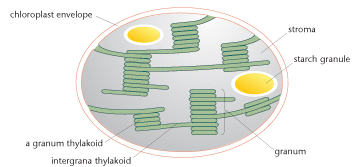 chloroplast.gif