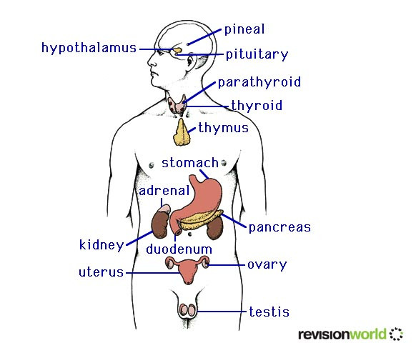 endocrine.jpg