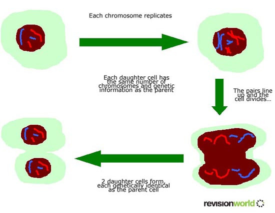 mitosis_small.jpg