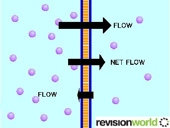 osmosis copy.jpg