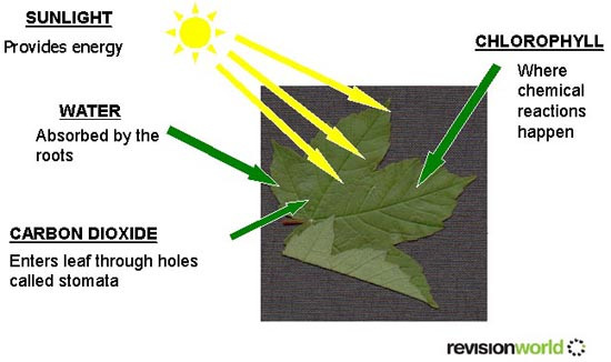 photosynthesis.jpg