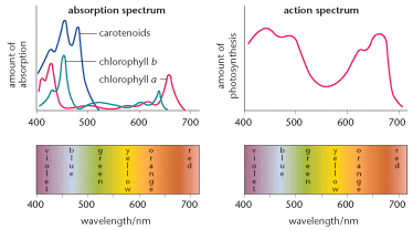 Photosynthetic Pigments - Biology A-Level Revision