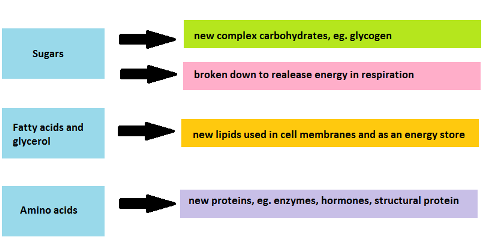 Digestion of Food