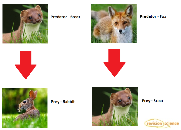 Predator and prey relationships - GCSE Biology Revision