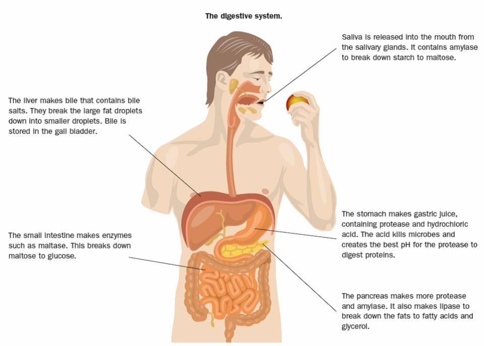 The Stages of Digestion & How Enzymes Help