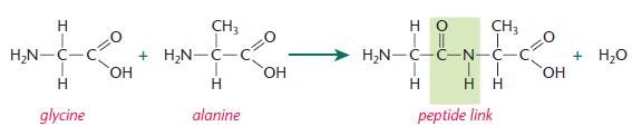 Полипептиды с азотной кислотой дают фиолетовое окрашивание. Глицин глицин аланин-пептид. Пептид глицина. Глицин полипептид. Полипептид из глицина.