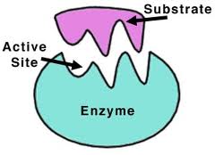 Enzymes | Revision Science